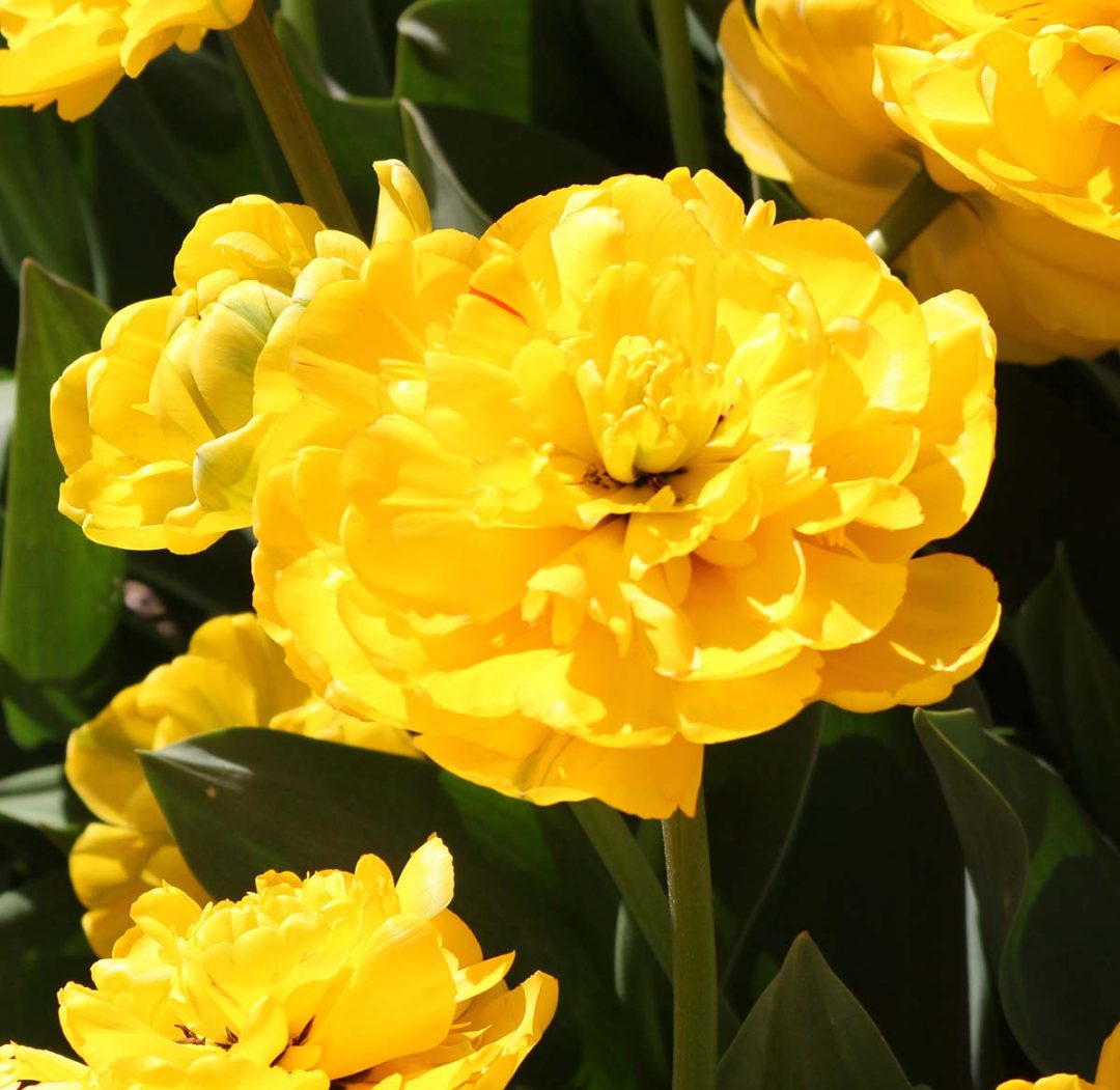 Yellow Pomponette | Canadian Bulbs & Perennials