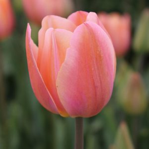 Amber Tulip