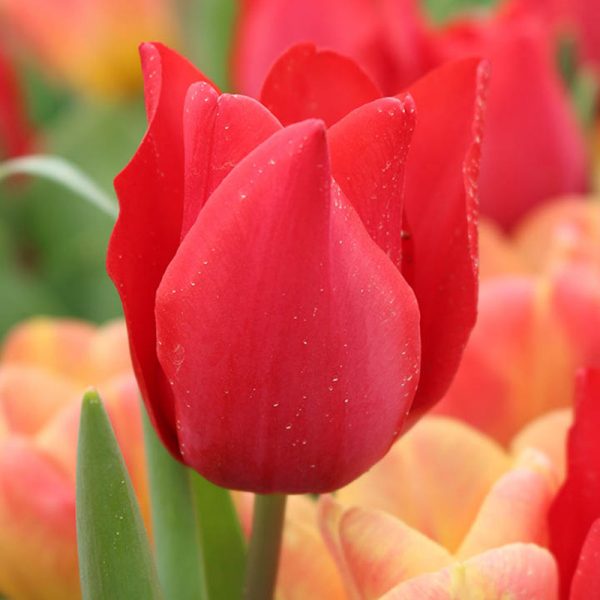 Avenue Tulip - Featured