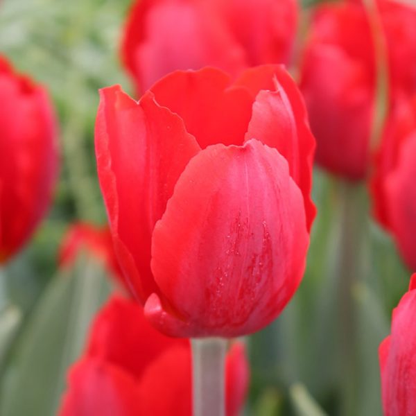 Bastogne Tulip