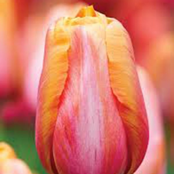 Batavia Tulip