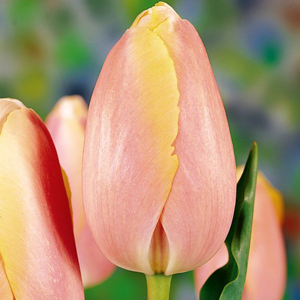 Belle du Monde Tulip