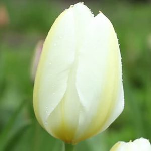 Camargue Tulip
