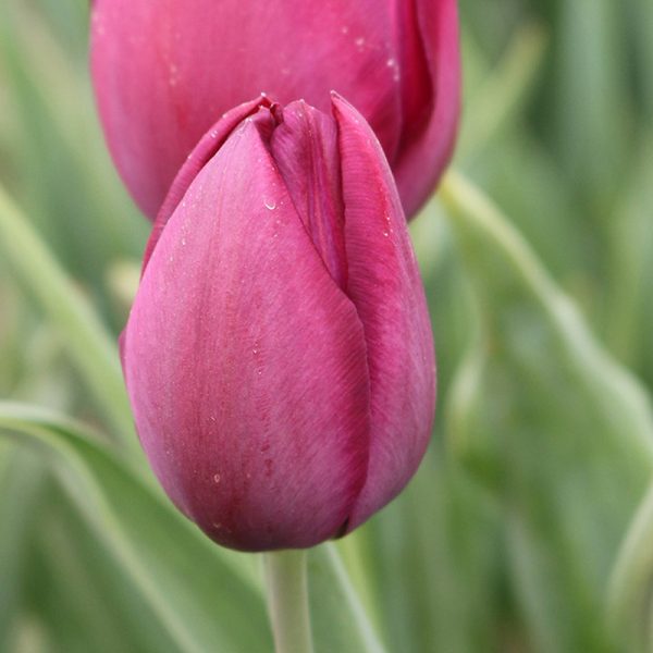 Cousteau Tulip
