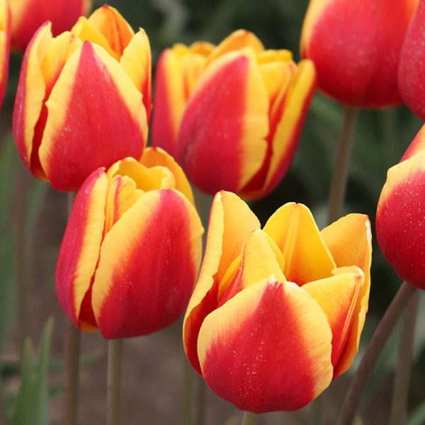 Denmark Tulip