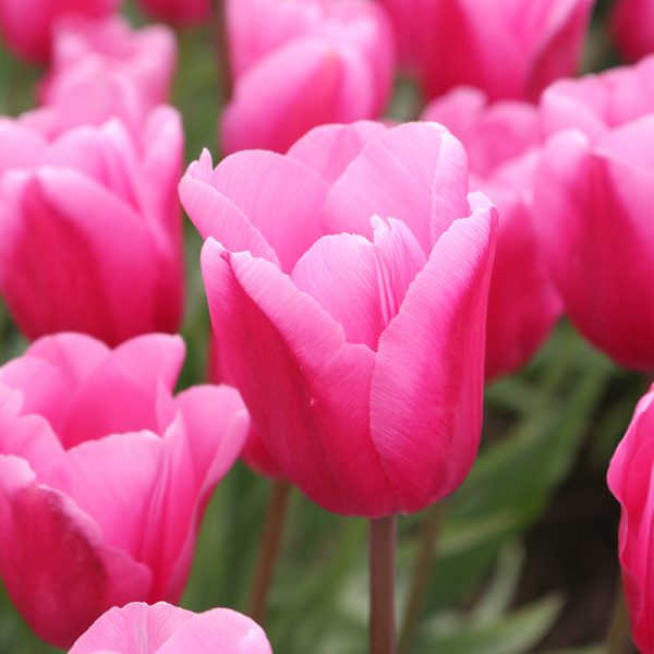 Jumbo Pink Tulip