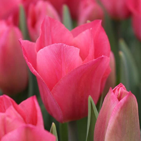 Miss Elegance Tulip