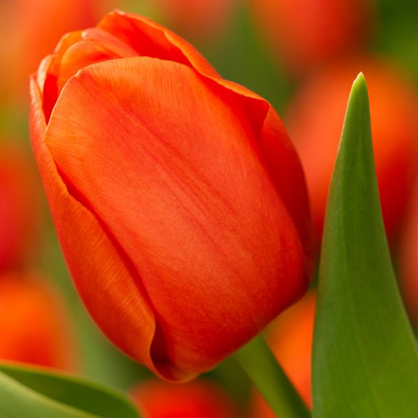 Orange Juice Tulip