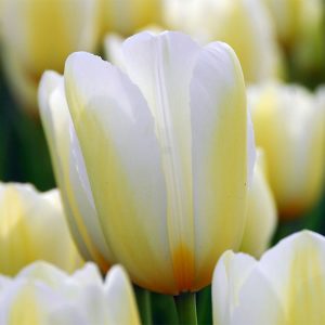 Orleans Tulip - Featured