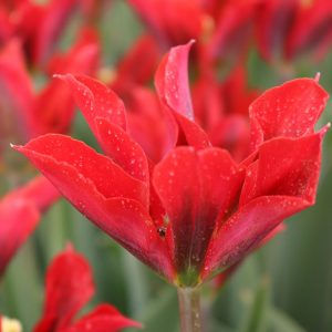 Pimpernel Tulip