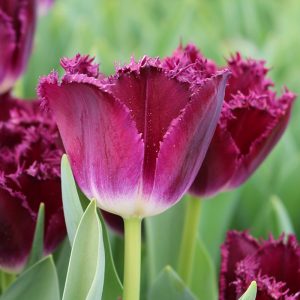 Purple Crystal Tulip