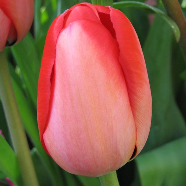 Red Impression Tulip