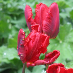 Rococo Tulip