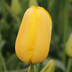 Roi De Midi Tulip