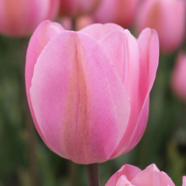 Rosalie Tulip