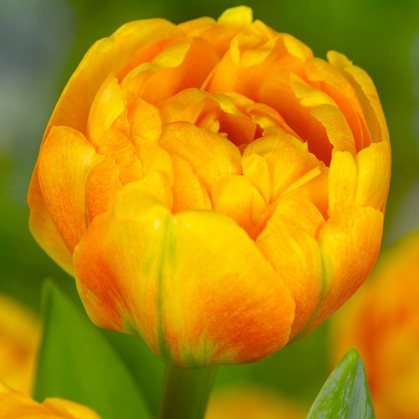 Sun Lover Tulip