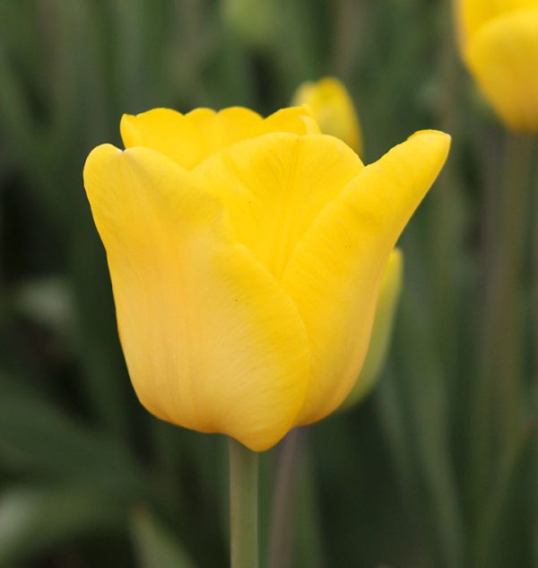 Caractere Tulip