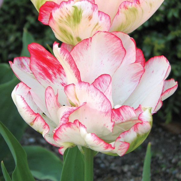 Cartouche Tulip