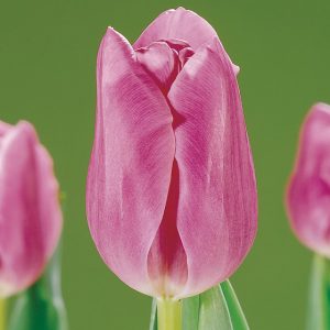 Mistress Tulip