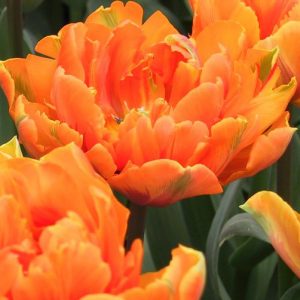 Orange Princess Tulip