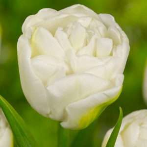 White Heart Tulip