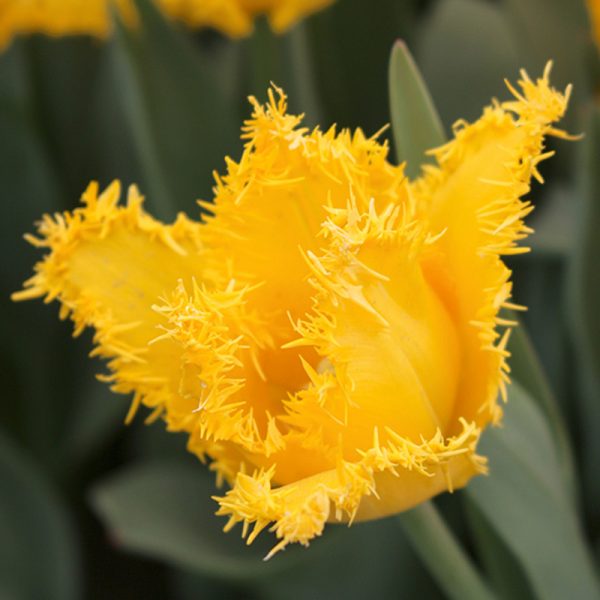 Yellow Valery Tulip